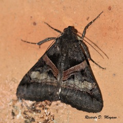 Melipotis nigrobasis