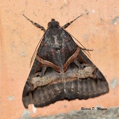 Melipotis nigrobasis