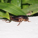 大蟋屬 - Photo 由 Sunnetchan 所上傳的 (c) Sunnetchan，保留部份權利CC BY-NC-ND