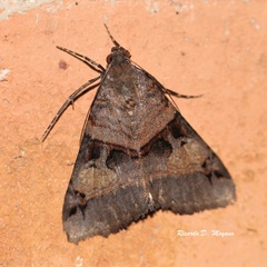 Melipotis nigrobasis