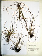 Carex nervata