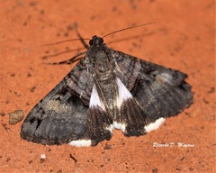 Melipotis nigrobasis