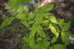 Carya carolinae-septentrionalis