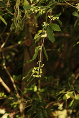 Hybanthus austrocaledonicus