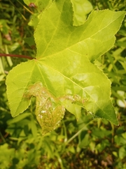 Phyllocnistis liquidambarisella