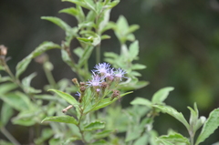 Chromolaena hookeriana
