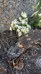 Leptosiphon nuttallii