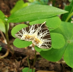 Evecliptopera illitata