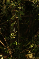 Hybanthus austrocaledonicus