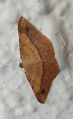 Pseudonadagara semicolor