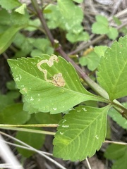 Liriomyza carphephori