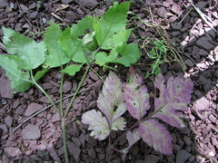 Puccinia actaeae-elymi