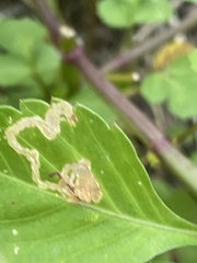 Liriomyza carphephori