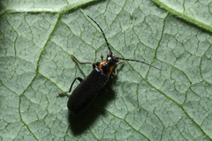 Rhagonycha lineola