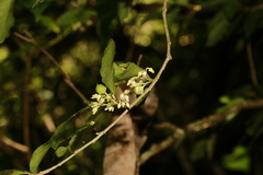 Hybanthus austrocaledonicus