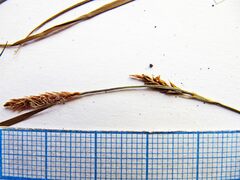 Carex nervata