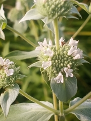 Pycnanthemum setosum