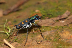 Cicindelina