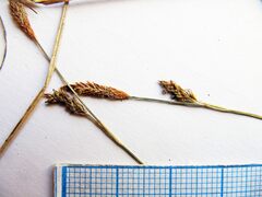 Carex nervata