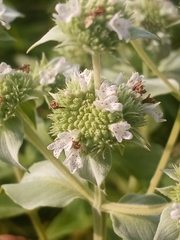 Pycnanthemum setosum