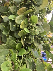 Coccoloba uvifera