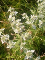 Pycnanthemum setosum
