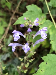 Scutellaria playfairii