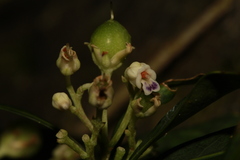 Hybanthus austrocaledonicus