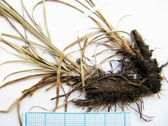Carex nervata