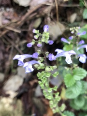 Scutellaria playfairii