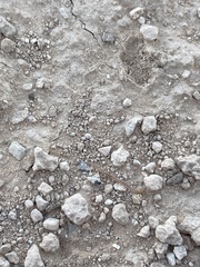 Arthrorhabdus pygmaeus