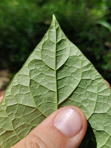 Image of Matelea floridana by (c) Scott Allen Davis, some rights reserved (CC BY)