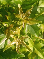 Phyllocnistis liquidambarisella