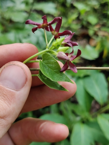 Image of Matelea floridana by (c) Scott Allen Davis, some rights reserved (CC BY)