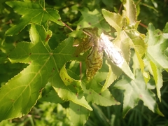 Phyllocnistis liquidambarisella