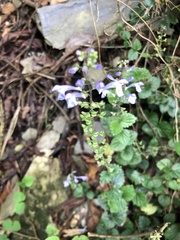 Scutellaria playfairii