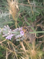 Anthidium loti