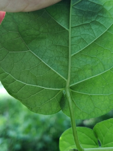 Image of Matelea floridana by (c) Scott Allen Davis, some rights reserved (CC BY)