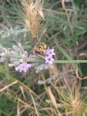 Anthidium loti