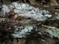 Trechispora mollusca