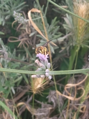 Anthidium loti