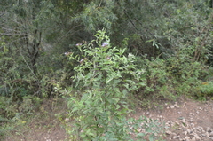 Chromolaena hookeriana