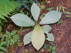 Ficus montana