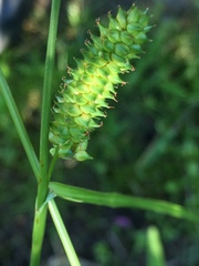 Carex extensa