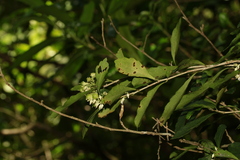 Hybanthus austrocaledonicus