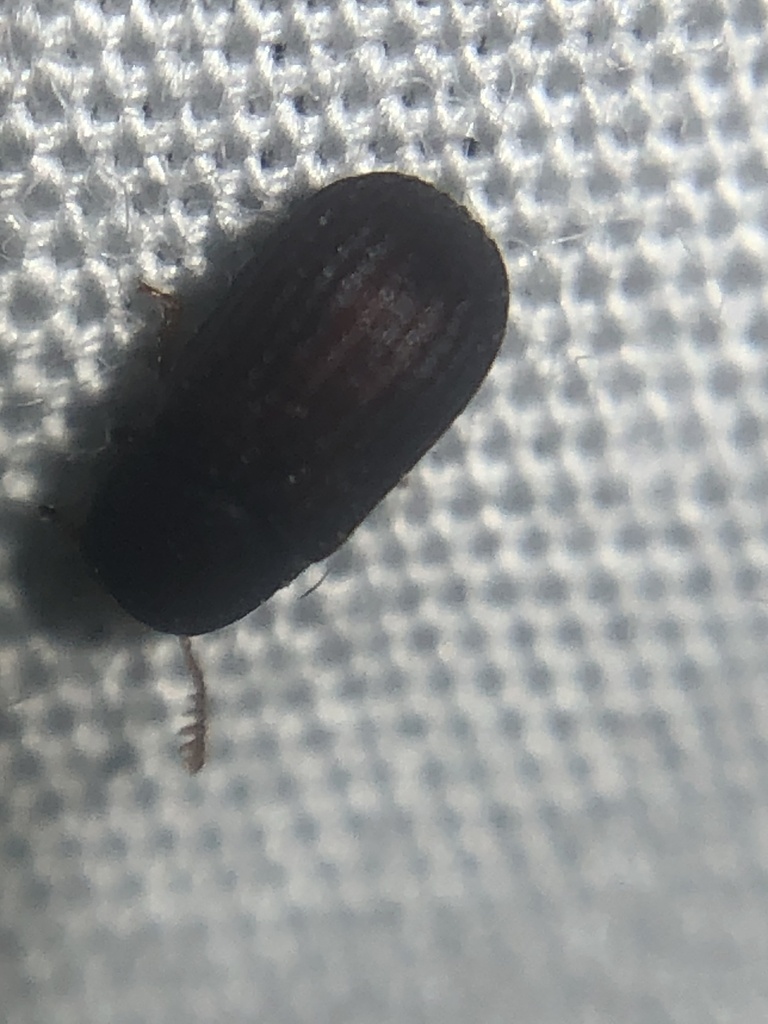 Southwestern Rhipidandrus
