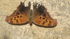 Polygonia progne