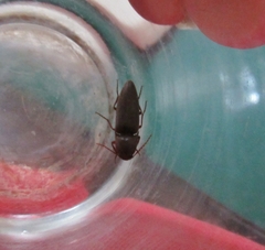Diplostethus texanus