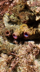 Asterocarpa coerulea