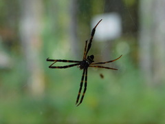 Argiope reinwardti